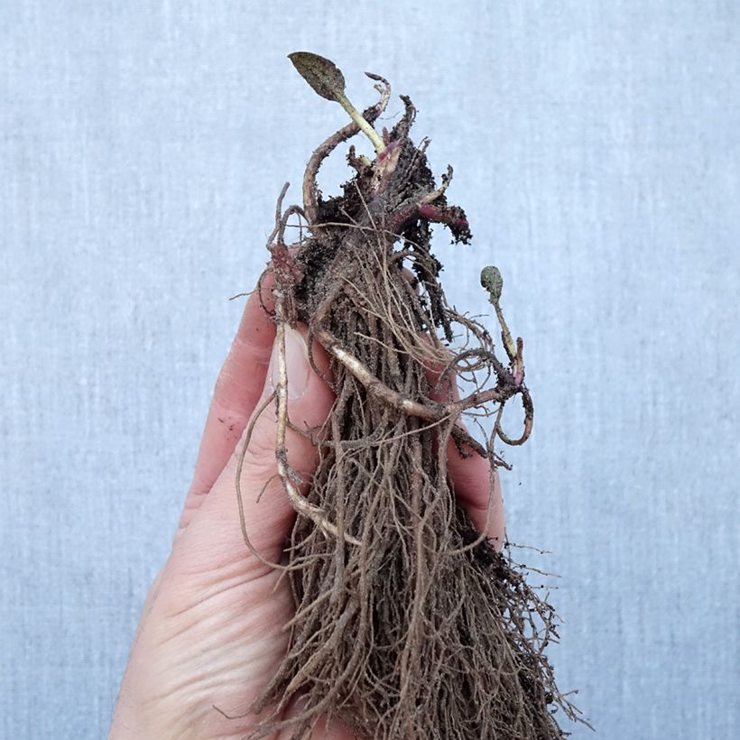 Example of Rudbeckia fulgida Goldsturm - Soleil vivace d'automne Naakte wortel as you get in hiver