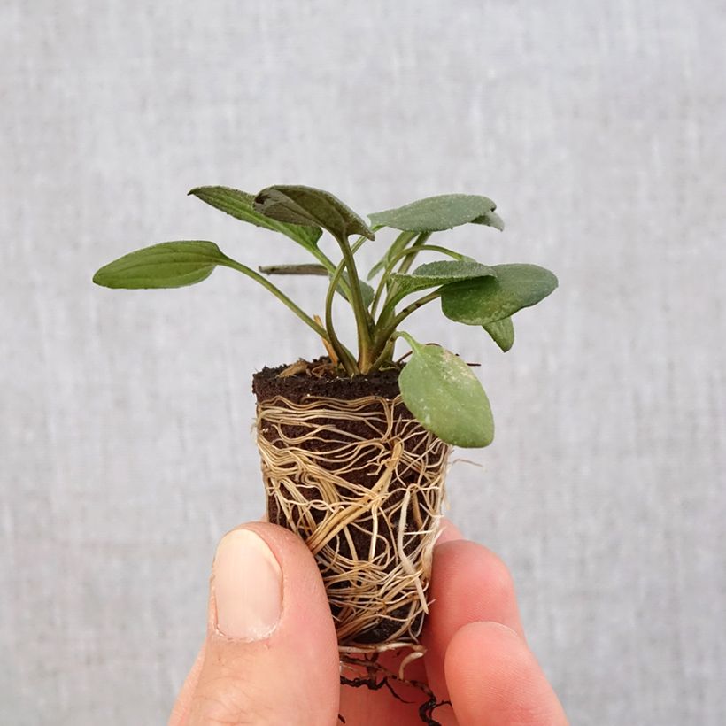 Example of Rudbeckia fulgida Little Goldstar - Zonnehoed Mini-mot Ø 3/4 cm as you get in printemps