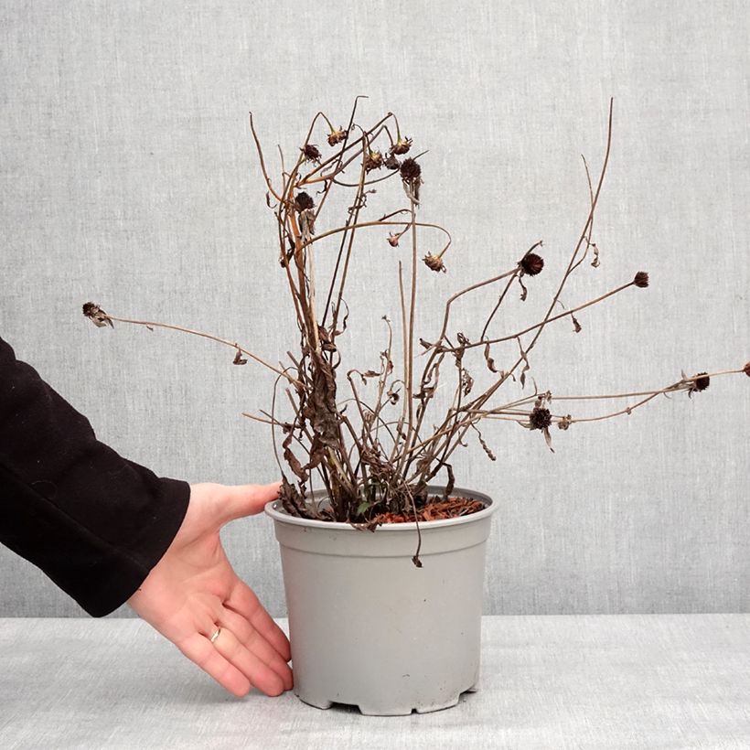 Example of Rudbeckia fulgida Little Goldstar - Zonnehoed Pot van 3 l/4 l as you get in hiver