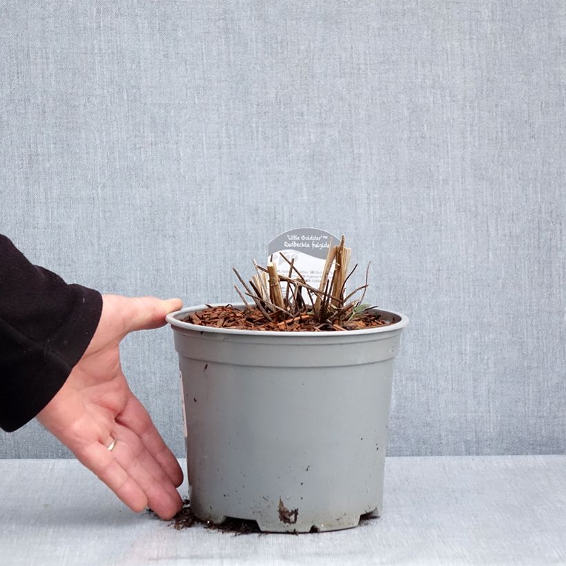 Exemplaar van Rudbeckia fulgida Little Goldstar - Zonnehoed Pot van 3 l/4 l zoals geleverd in de lente