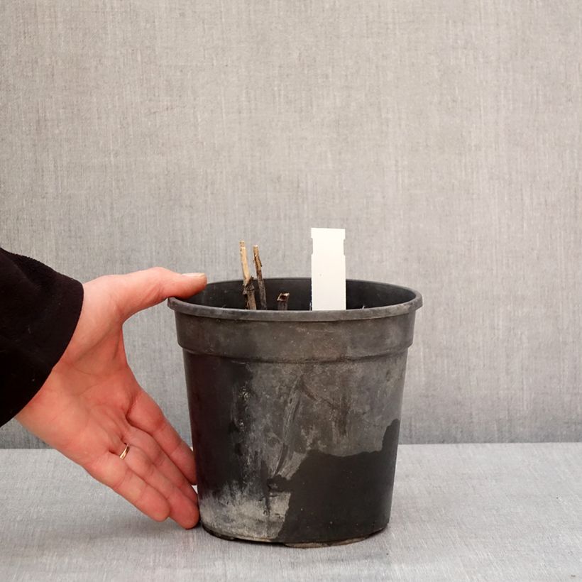 Example of Rudbeckia laciniata Goldquelle - Slipbladige rudbeckia Pot van 2 l/3 l as you get in hiver