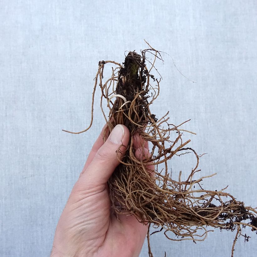 Example of Rudbeckia laciniata Goldquelle - Slipbladige rudbeckia Naakte wortel as you get in hiver