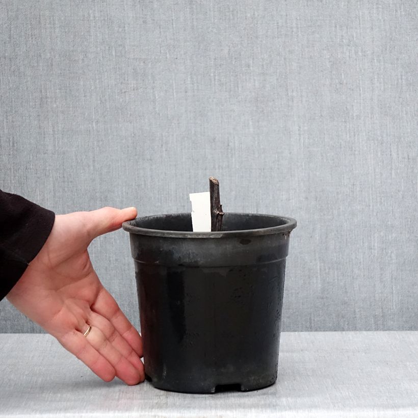 Example of Rudbeckia nitida Herbstsonne - Zonnehoed Pot van 2 l/3 l as you get in hiver