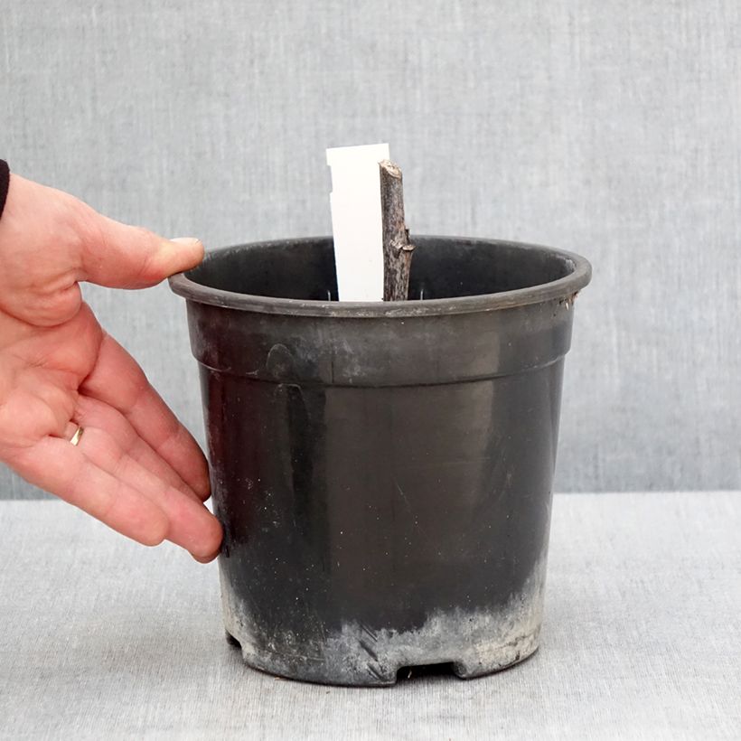 Exemplaar van Rudbeckia nitida Herbstsonne - Zonnehoed Pot van 2 l/3 l zoals geleverd in de lente