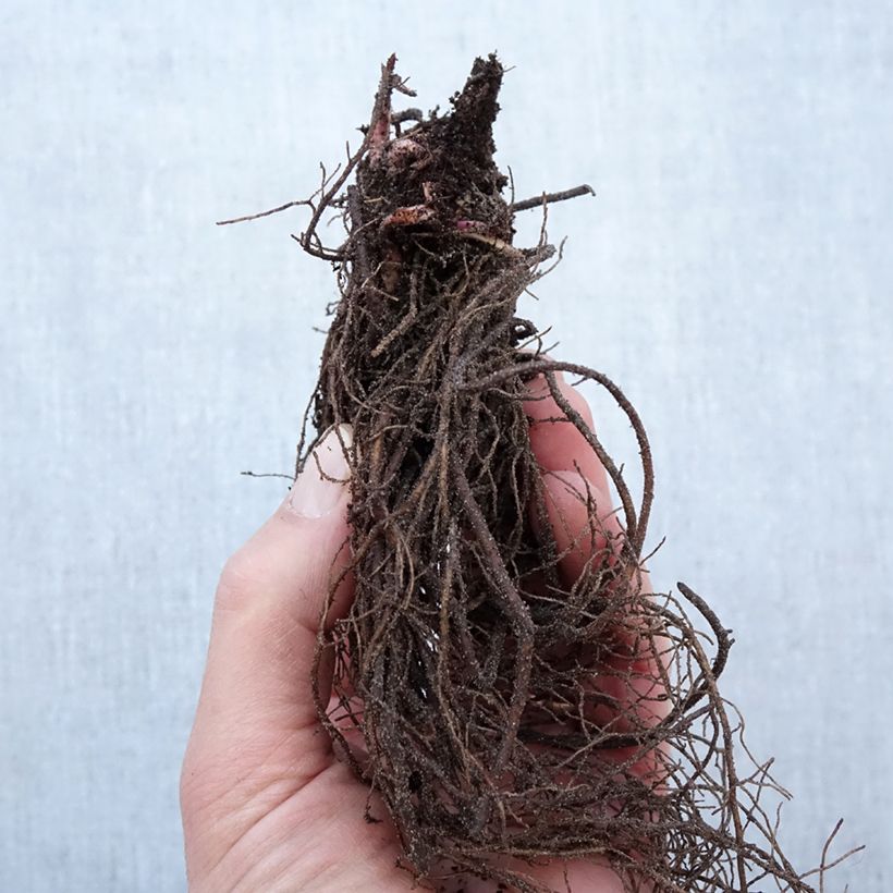 Example of Rudbeckia nitida Herbstsonne - Zonnehoed Naakte wortel as you get in hiver