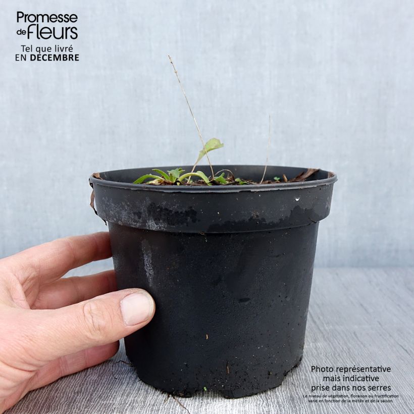 Exemplaar van Rudbeckia Green Wizard - Zonnehoed Pot van 2 l/3 l zoals geleverd in de herfst
