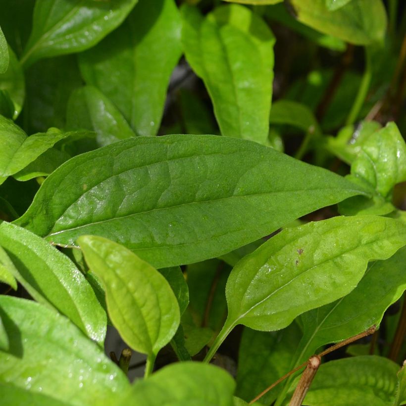 Echinacea purpurea Sundown - Rode zonnehoed (Foliage)