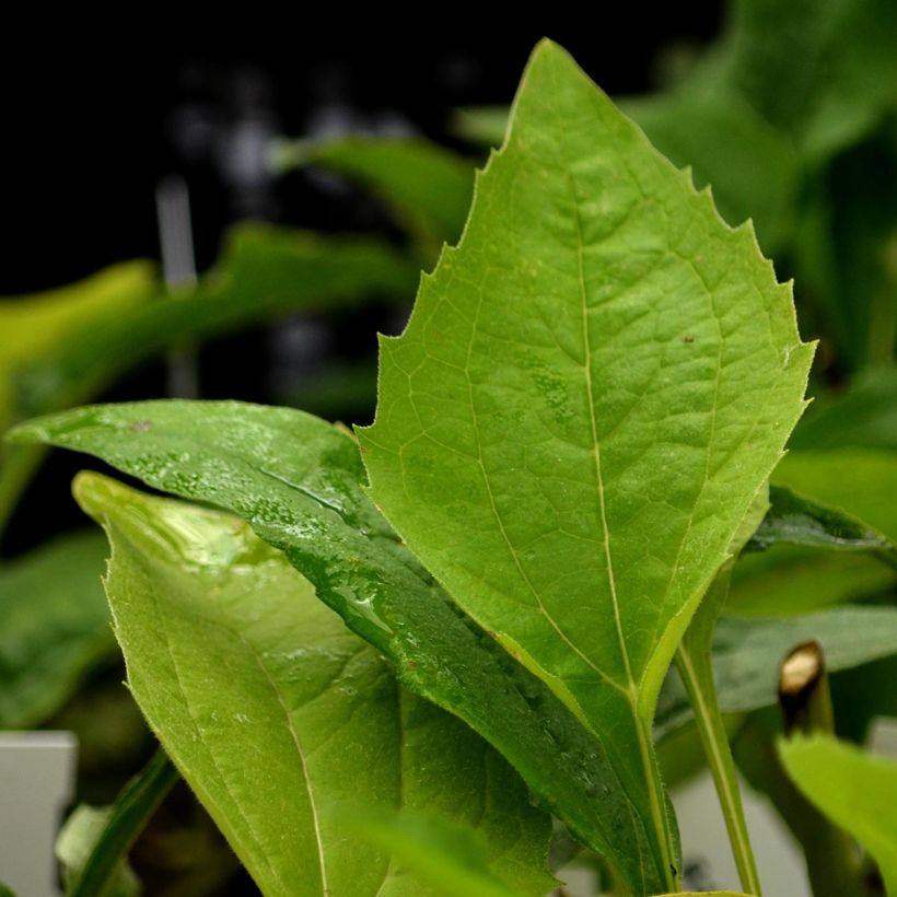 Echinacea purpurea Virgin - Rode zonnehoed (Foliage)