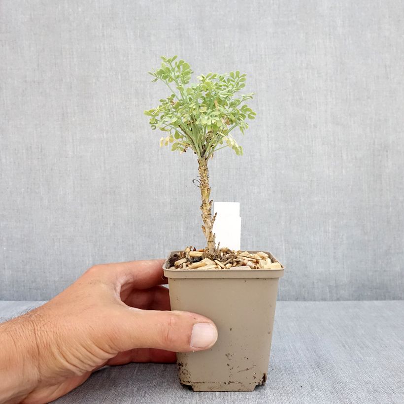 Exemplaar van Ruta graveolens Jackmans blue - Wijnruit Kweekpotje van 8/9 cm zoals geleverd in de zomer