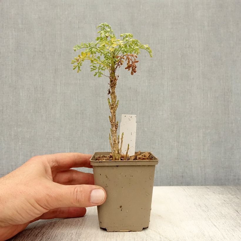 Exemplaar van Ruta graveolens Jackmans blue - Wijnruit Kweekpotje van 8/9 cm zoals geleverd in de herfst