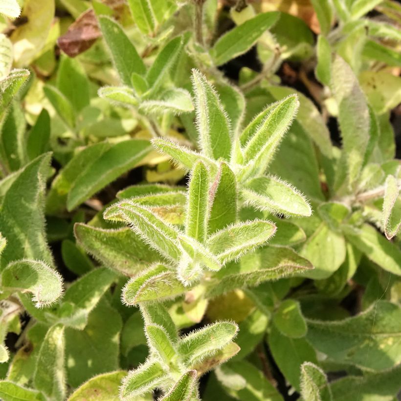 Ruellia humilis - Wilde petunia (Blad)