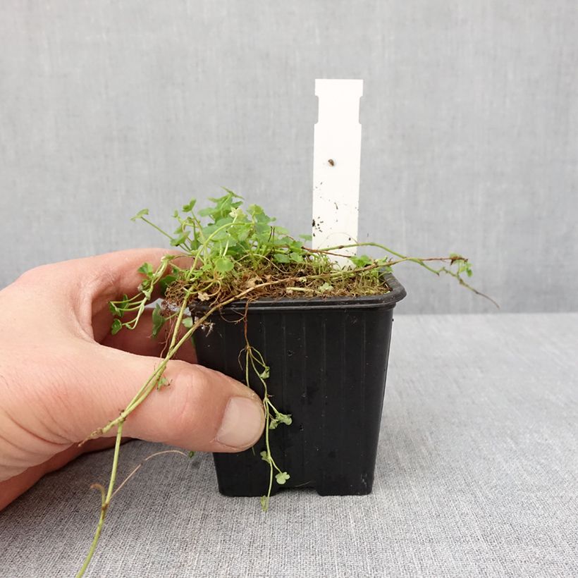 Example of Cymbalaria muralis Alba - Muurleeuwenbek Kweekpotje van 8/9 cm as you get in hiver