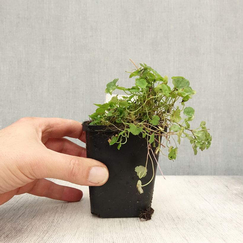 Exemplaar van Cymbalaria muralis - Muurleeuwenbek Kweekpotje van 8/9 cm zoals geleverd in de herfst