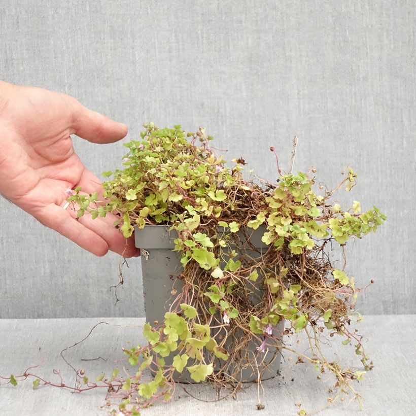 Exemplaar van Cymbalaria muralis - Muurleeuwenbek Pot van 2 l/3 l zoals geleverd in de zomer