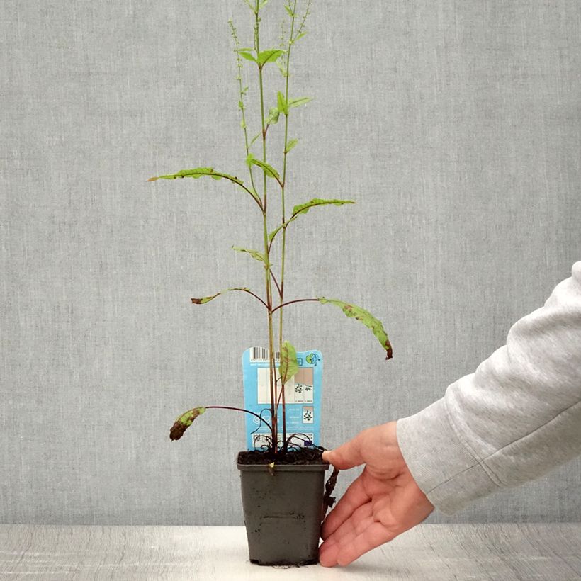 Exemplaar van Rumex sauvignea - Oseille d'étang Godet de 8/9 cm zoals geleverd in de zomer