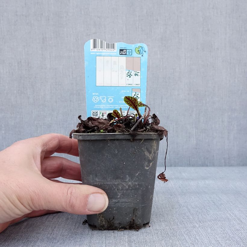 Example of Rumex sauvignea - Oseille d'étang Kweekpotje van 8/9 cm as you get in hiver