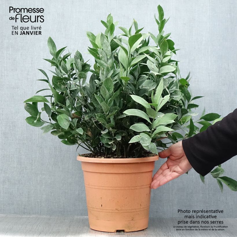 Example of Ruscus hypoglossum - Fragon à langues Pot van 3 l/4 l as you get in hiver