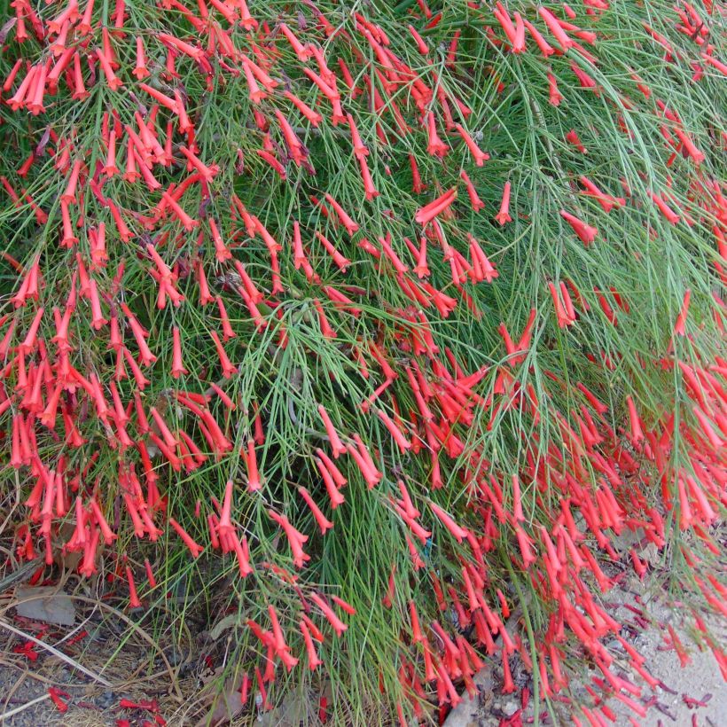 Russelia equisetiformis - Vuurwerkplant (Plant habit)