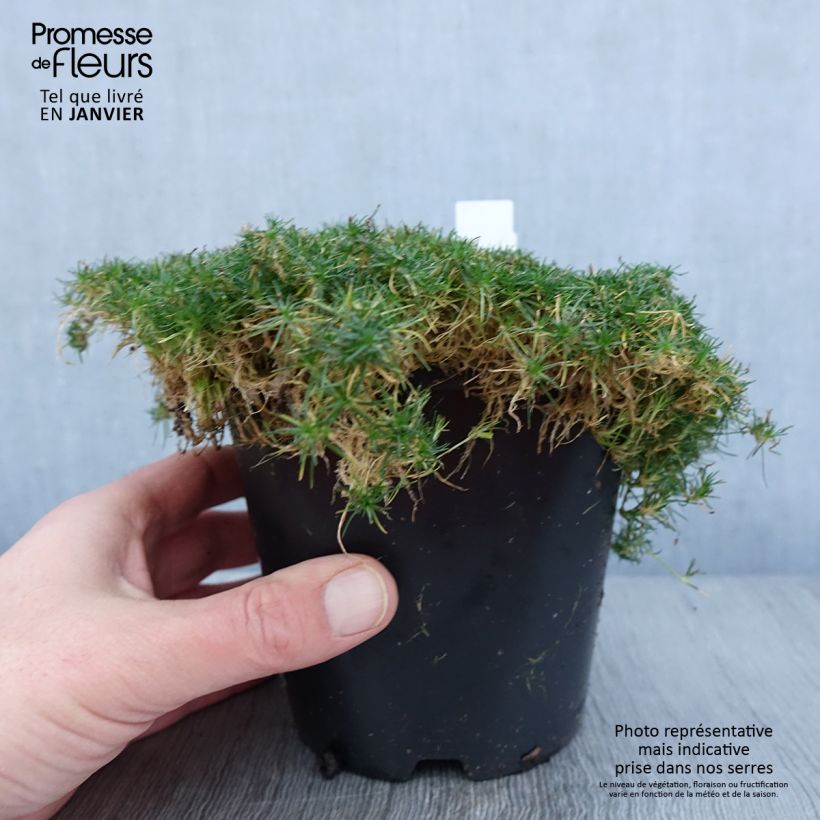 Exemplaar van Sagina subulata Green Moss - Priemvetmuur Pot van 1,5 l/2 l zoals geleverd in de winter