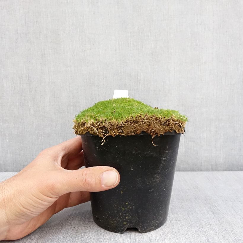 Exemplaar van Sagina subulata Green Moss - Priemvetmuur Pot van 1,5 l/2 l zoals geleverd in de lente