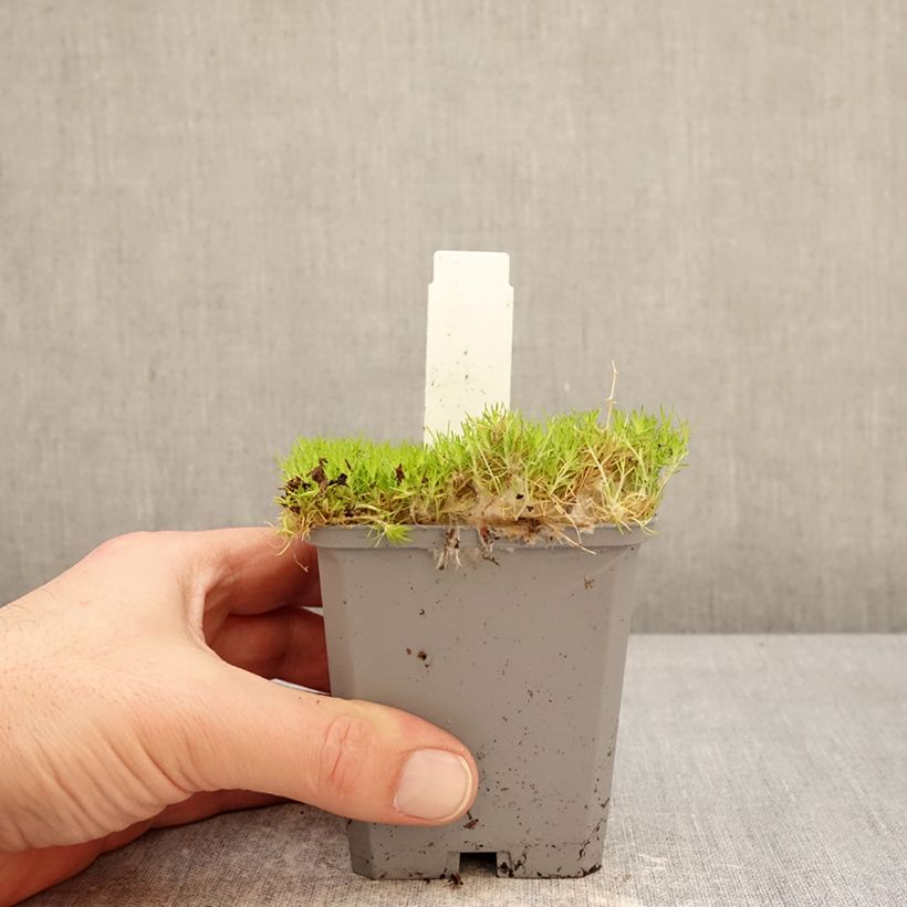Exemplaar van Sagina subulata Lime Moss - Priemvetmuur Kweekpotje van 8/9 cm zoals geleverd in de winter