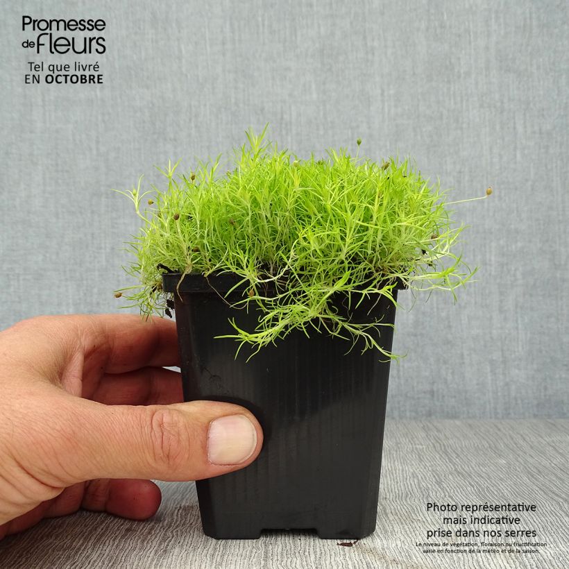 Exemplaar van Sagina subulata Aurea - Priemvetmuur Kweekpotje van 8/9 cm zoals geleverd in de herfst