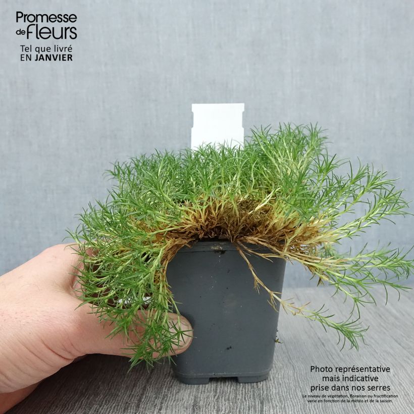 Example of Sagina subulata Pine Green - Priemvetmuur Kweekpotje van 8/9 cm as you get in hiver