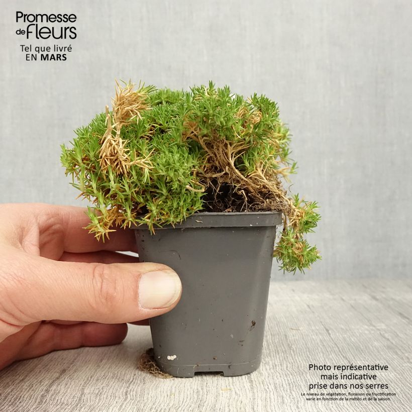 Exemplaar van Sagina subulata Pine Green - Priemvetmuur Kweekpotje van 8/9 cm zoals geleverd in de lente