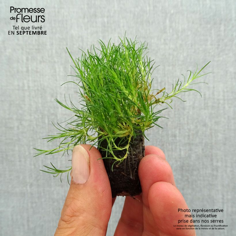 Example of Sagina subulata Scottish Moss - Sagine subulée Mini-mot Ø 1,5/2,5 cm as you get in automne