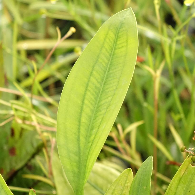 Sagittaria graminea - Smalbladig pijlkruid (Blad)