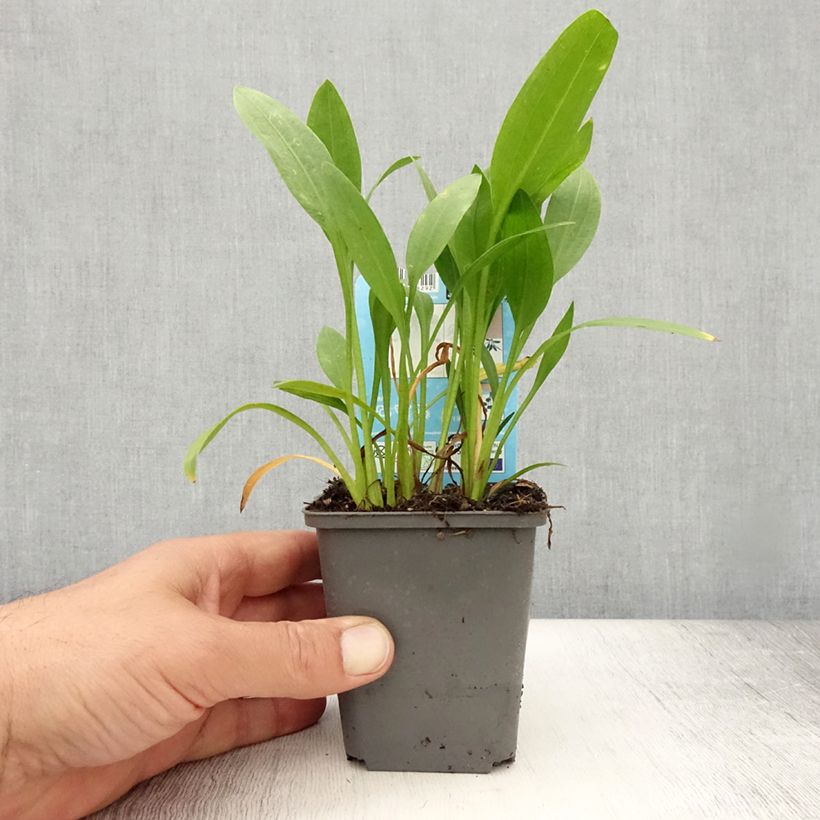 Exemplaar van Sagittaria graminea - Smalbladig pijlkruid Kweekpotje van 8/9 cm zoals geleverd in de zomer