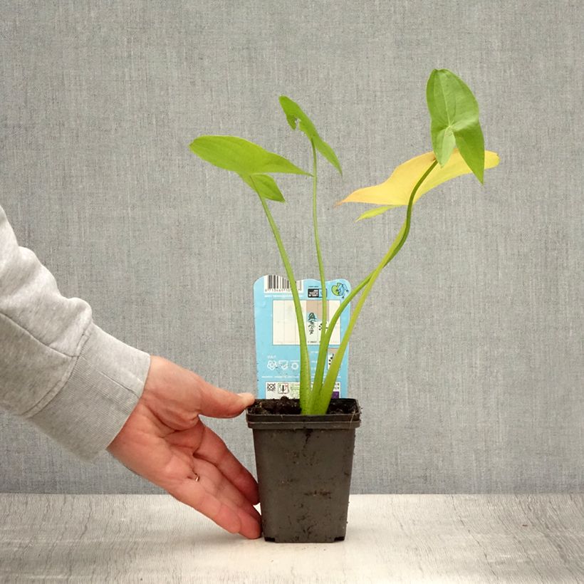 Exemplaar van Sagittaria latifolia - Breedbladig pijlkruid Kweekpotje van 8/9 cm zoals geleverd in de zomer