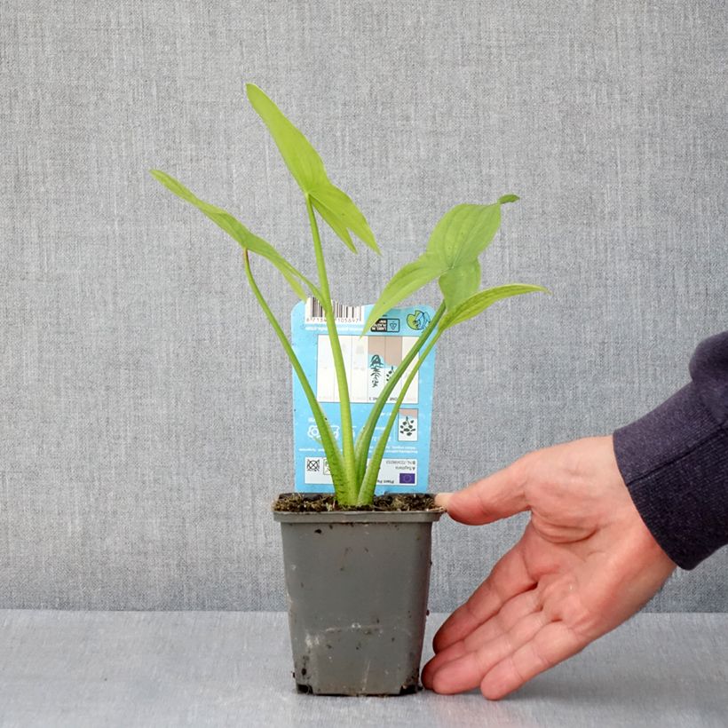 Exemplaar van Sagittaria latifolia - Breedbladig pijlkruid Kweekpotje van 8/9 cm zoals geleverd in de lente