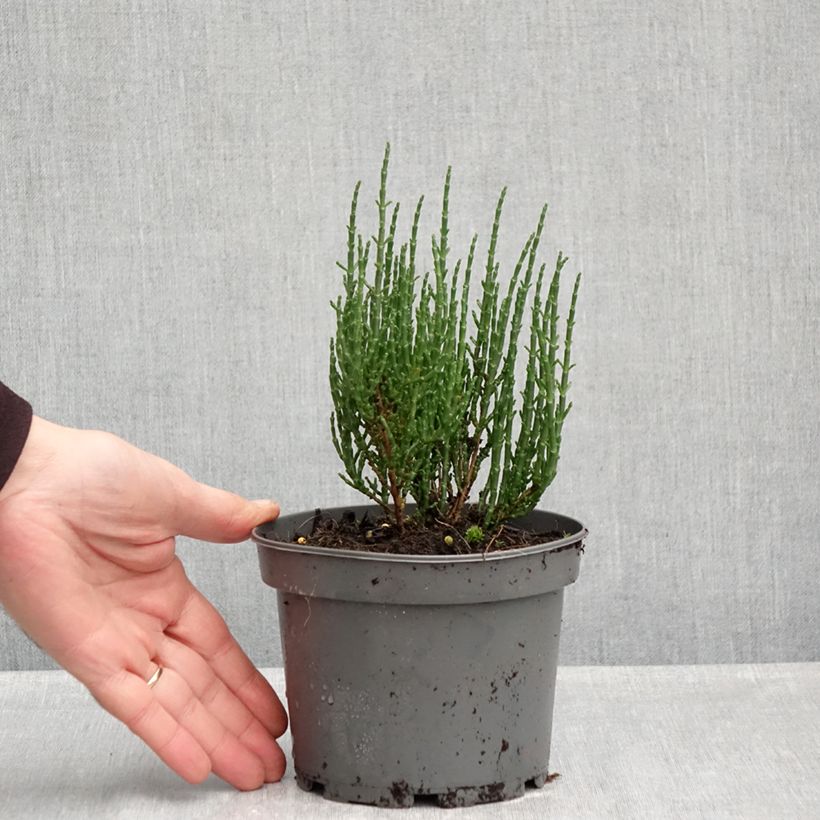 Exemplaar van Zeekraal - Salicornia europaea Pot van 1,5 l/2 l zoals geleverd in de herfst