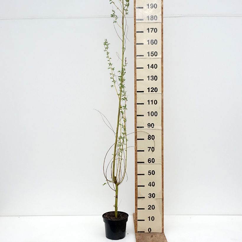 Exemplaar van Salix alba Golden Ness - Schietwilg Pot van 4 l/5 l zoals geleverd in de lente