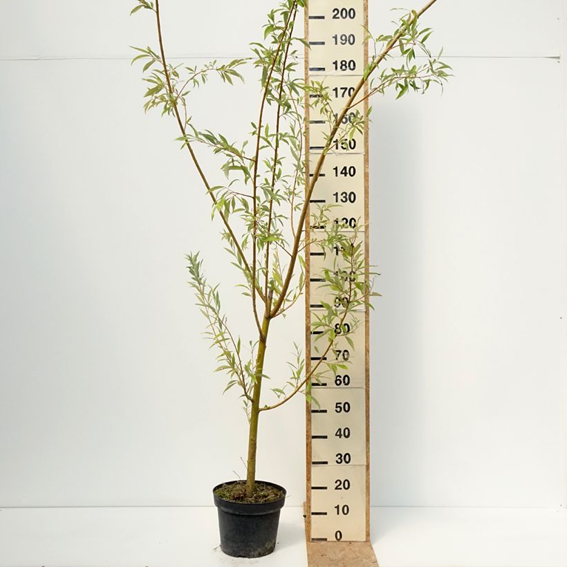 Exemplaar van Salix alba Strachowo - Schietwilg Pot van 7,5 l/10 l zoals geleverd in de zomer
