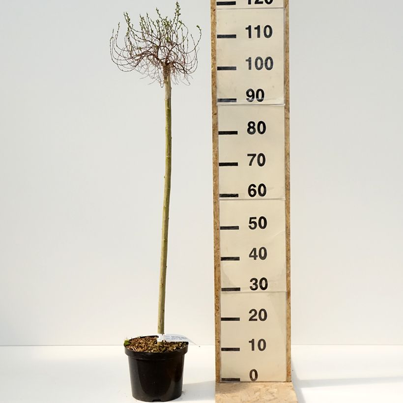 Example of Salix artica Yalta - Saule arctique Pot van 4 l/5 l as you get in printemps