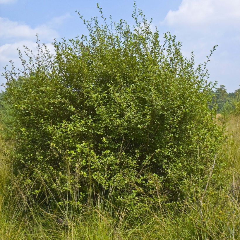 Salix aurita - Arctische wilg (Plant habit)