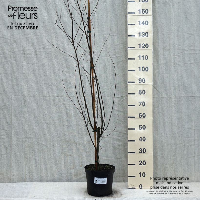 Example of Salix babylonica Crispa Pot van 7,5 l/10 l as you get in hiver