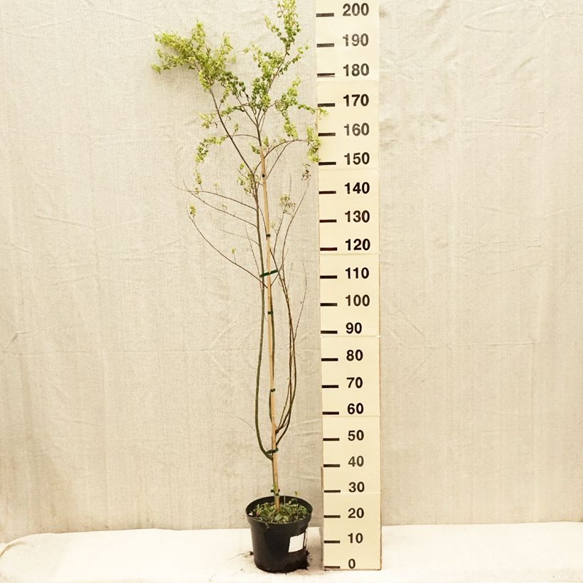 Exemplaar van Salix babylonica Crispa - Treurwilg Pot van 7,5 l/10 l zoals geleverd in de lente