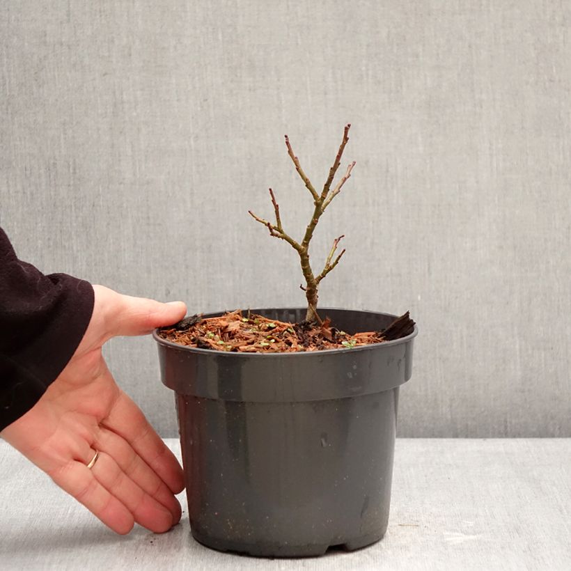 Example of Salix Boydii - Wilg Pot van 2 l/3 l as you get in hiver