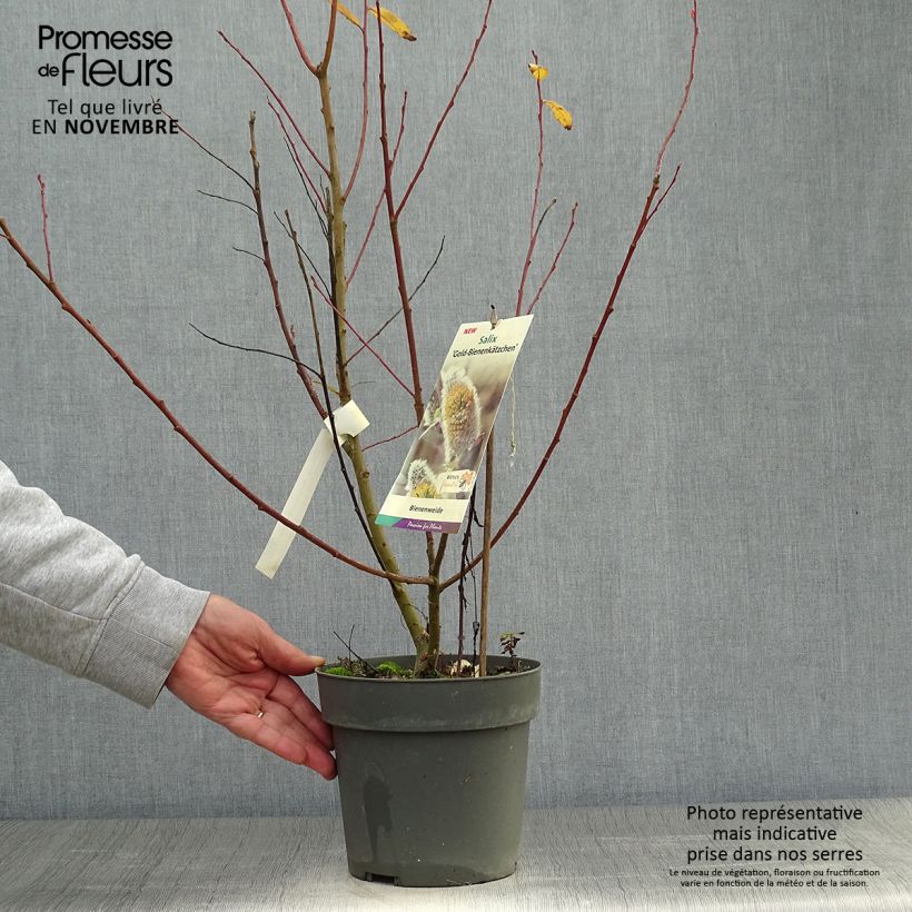 Exemplaar van Salix caprea Gold-Bienenkätzchen - Boswilg Pot van 3 l/4 l zoals geleverd in de herfst