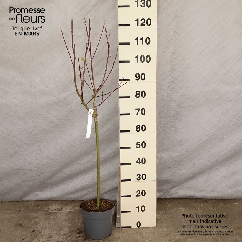 Exemplaar van Salix caprea Gold-Bienenkätzchen - Boswilg Pot van 3 l/4 l zoals geleverd in de lente