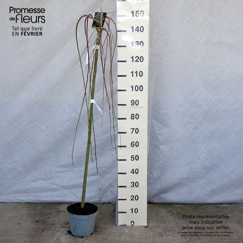 Example of Salix caprea Kilmarnock - Boswilg Kilmarnock Pot van 4 l/5 l as you get in hiver