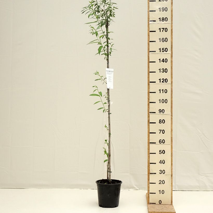 Example of Salix caprea - Saule marsault Pot van 7,5 l/10 l as you get in printemps