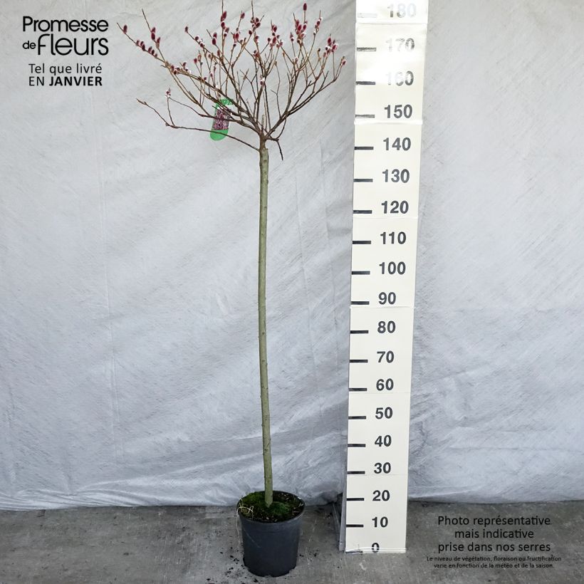 Example of Salix gracilistyla Mount Aso - Katjeswilg Pot van 6 l/7 l as you get in hiver