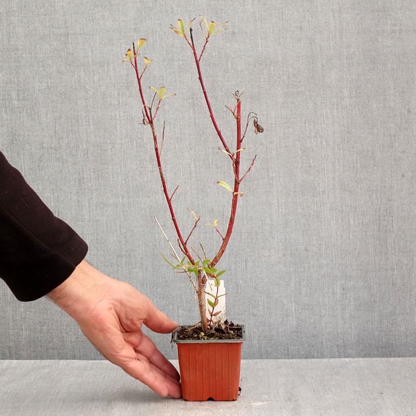 Exemplaar van Salix gracilistyla Mount Aso - Katjeswilg Kweekpotje van 8/9 cm zoals geleverd in de herfst