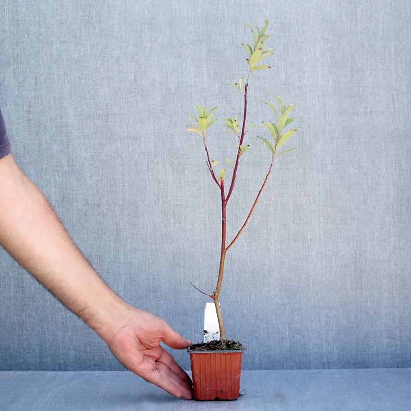 Exemplaar van Salix gracilistyla Mount Aso - Katjeswilg Kweekpotje van 8/9 cm zoals geleverd in de zomer