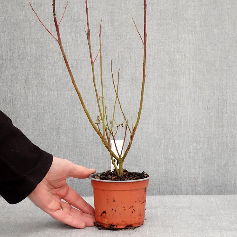 Example of Salix gracilistyla Mount Aso - Katjeswilg Kweekpotje van 8/9 cm as you get in hiver