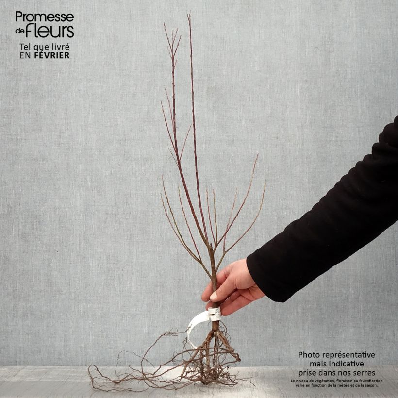 Example of Salix elaeagnos Angustifolia - Saule à feuilles d'argousier Naakte wortel as you get in hiver